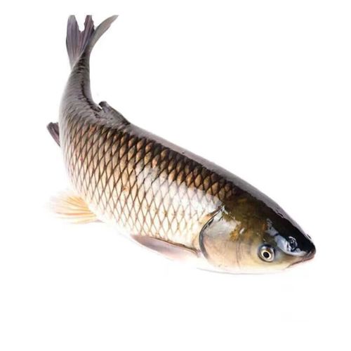 鱼生态鲜活草鱼草混子大青鱼约5斤活鱼整条现杀五斤大草 五斤大草鱼