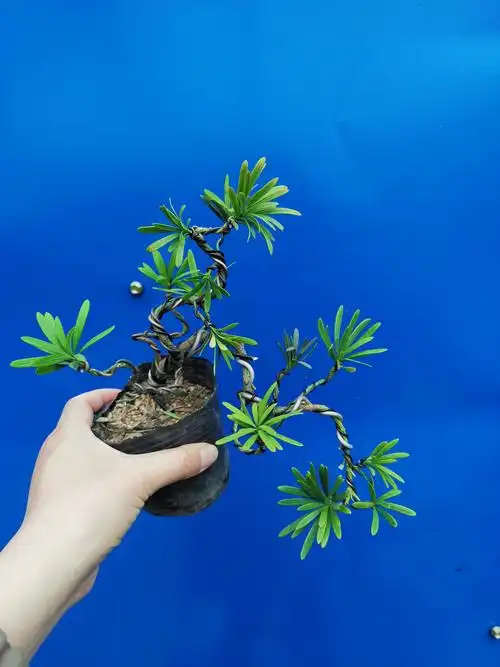 罗汉松树苗 微型小品一物一拍 黑珍珠小叶罗汉松_松树盆景-微韵景观