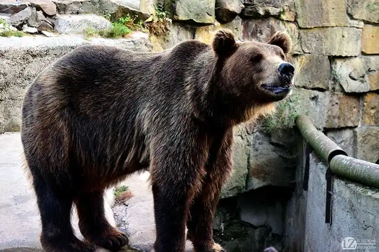 熊,棕熊,1zoom,动物壁纸,照片,下载