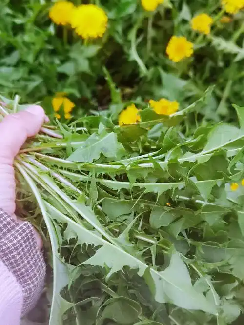 马路边,广场边自从在山西五台山下一家小餐馆吃过一次凉拌蒲公英就迷