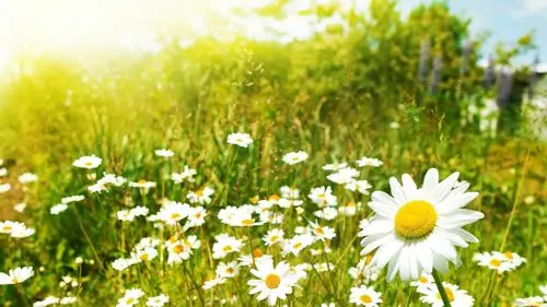 转:愿你一生清澈明朗,做你愿意做的事,爱你愿爱的人