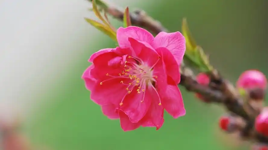 桃花图片大全大图(2/14)