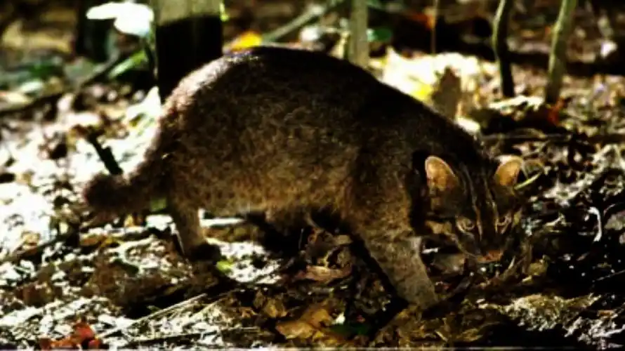 西表山猫词条图册_百度百科