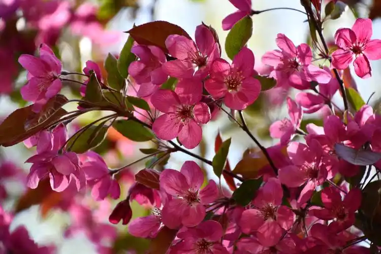 北美海棠花原创拍摄