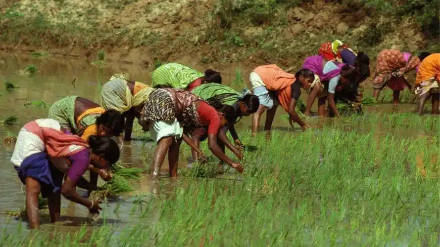 印度有十几亿人口国土面积不足中国一半靠什么养活