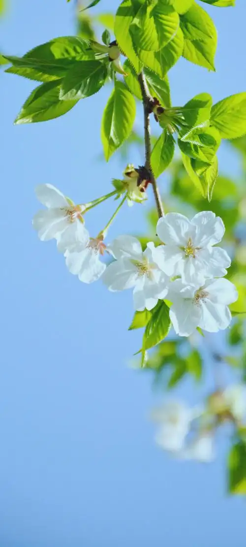 好看又护眼的樱花壁纸