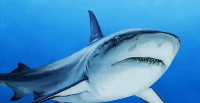 这只小鲨鱼萌化了少女心,你想不想养一只