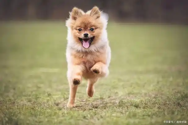 宠物,它们是我们生活中最可爱,最忠诚的伴侣.