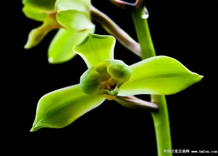 2012 神采飞扬的新极品-蕙兰篇-中国兰花交易网社区