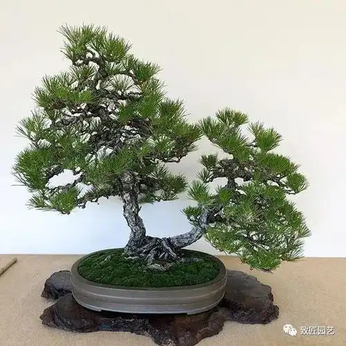 一本双杆盆景欣赏