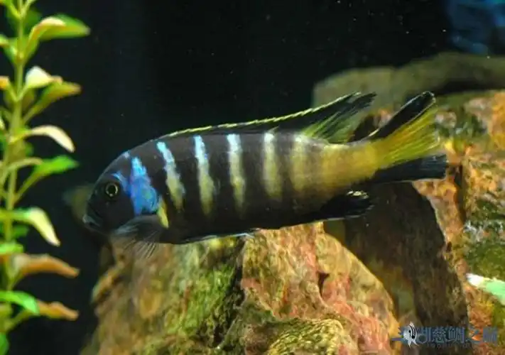 三湖慈鲷之百变岩栖