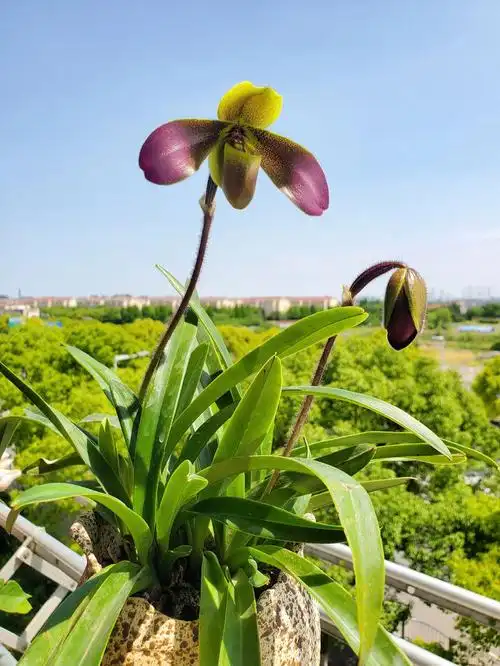 各种兰花养起来,兜兰也是非常神奇的品种,开花很诡异,像个扑棱蛾子