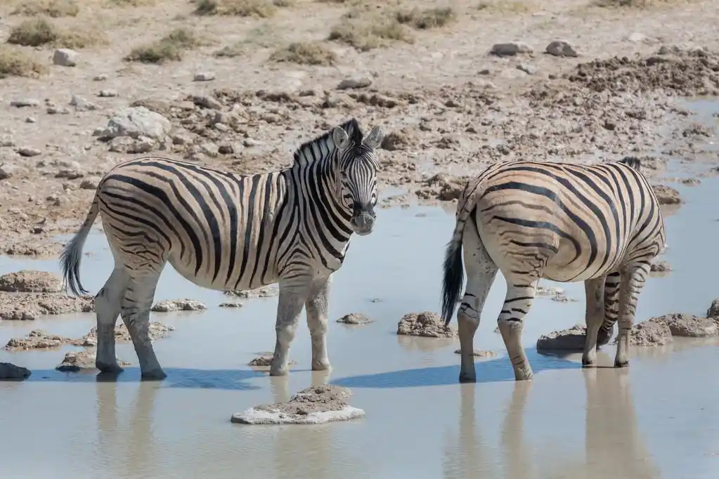 在大草原的斑马,side view of zebras inside pond in african
