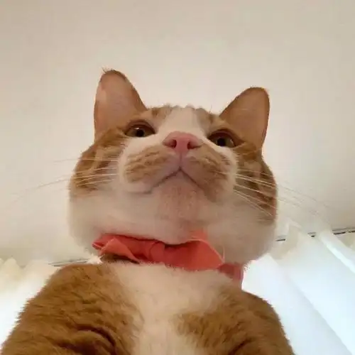 猫咪情侣头像图片微信头像一人一张_布阁拉