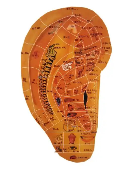 耳朵对应的五脏六腑图高清图