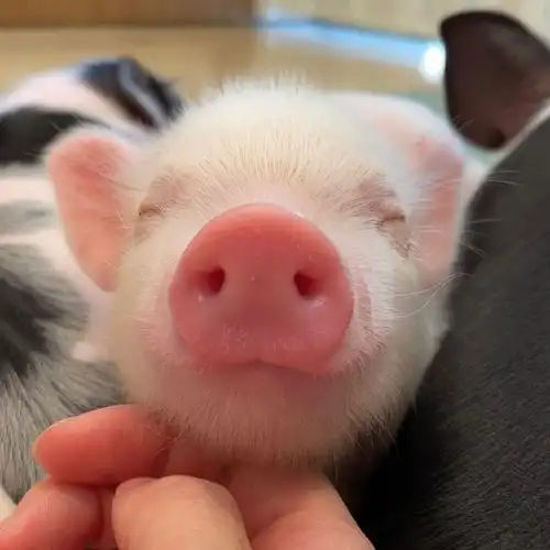 想要这种样的猪猪头像