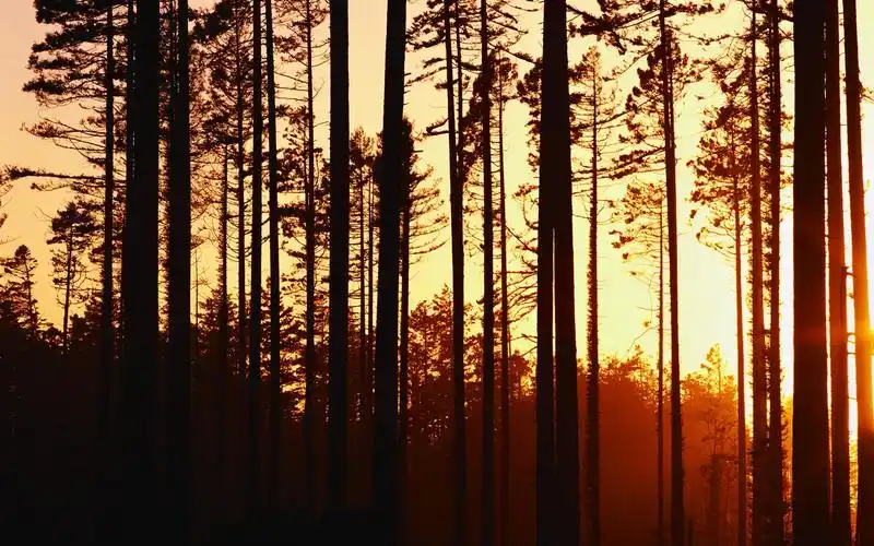 描述: 暮色,夕阳照亮了树林壁纸 当前壁纸尺寸: 1680 x 1050