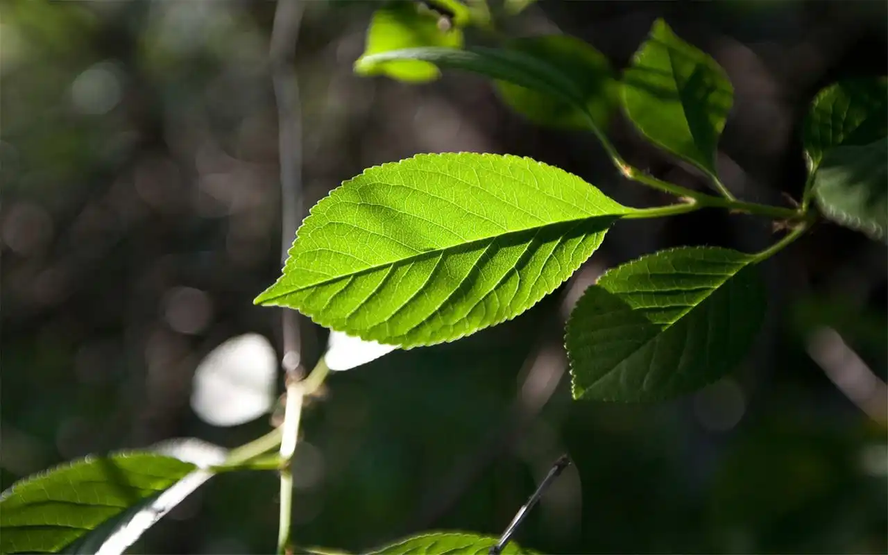 精选美丽的自然风景高清图片绿色护眼壁纸下载
