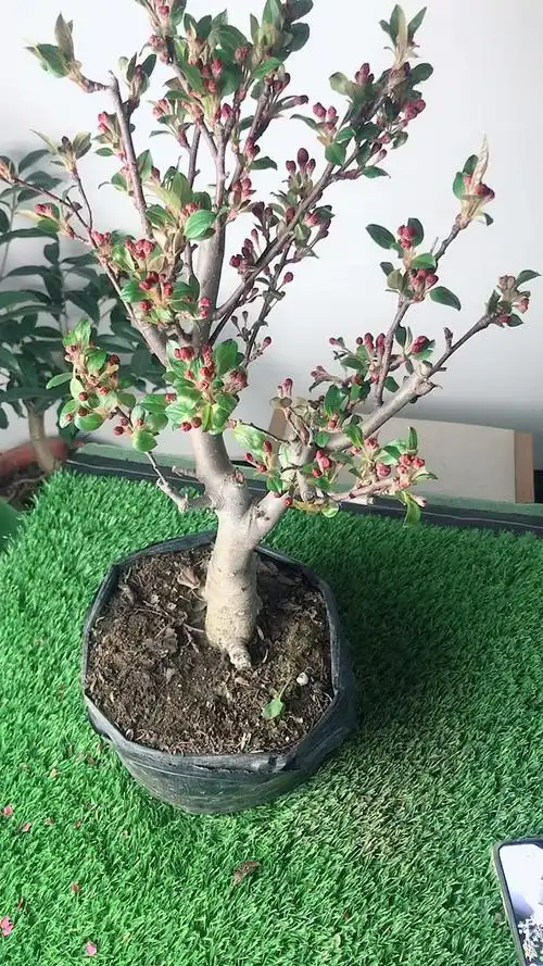 盆栽#绚丽海棠又叫北美海棠-度小视