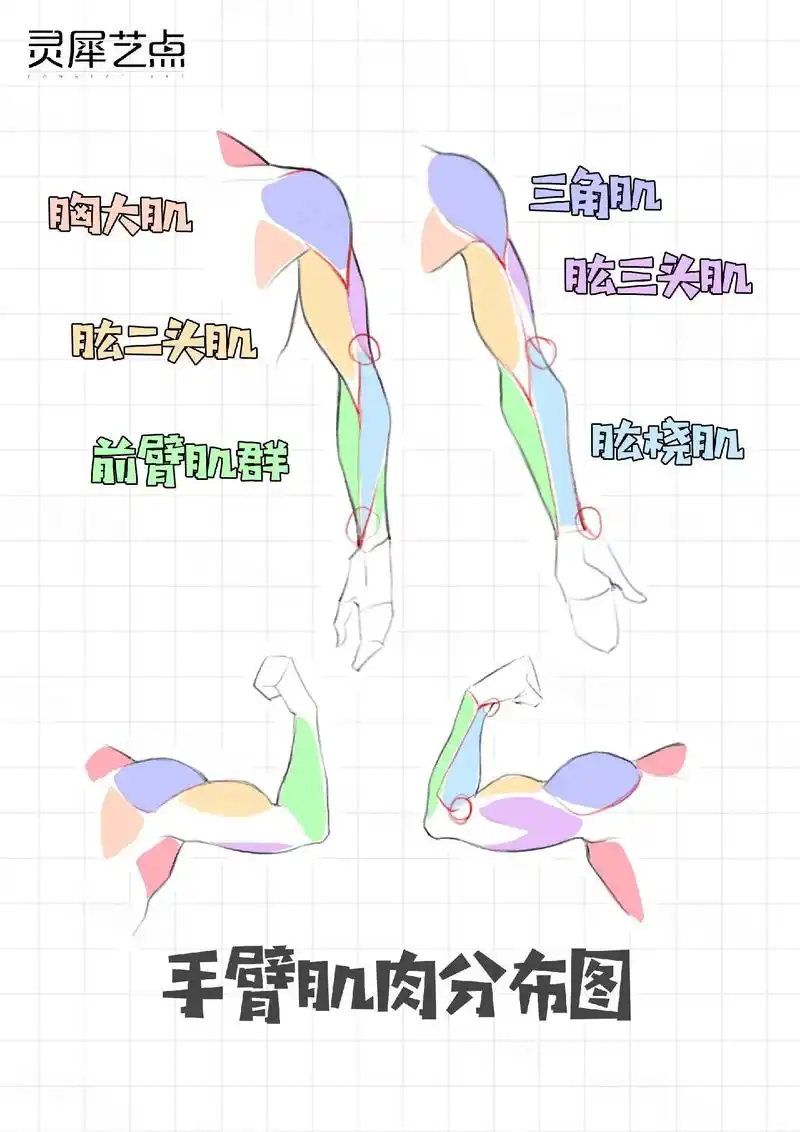 简单直观的手臂肌肉分布!快快收藏.#procreate教程 - 抖音