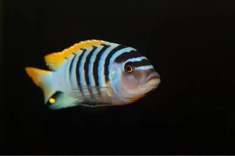 三湖慈鲷美鱼连载