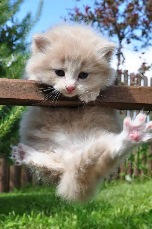 调皮捣蛋可爱小猫咪呆萌小宠物安卓手机壁纸