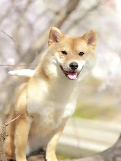 带上可爱的狗狗去拍一场春日花雨