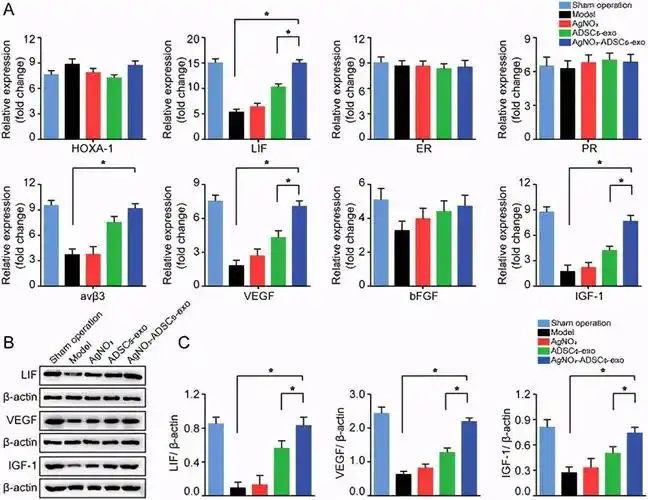 上海交通大学朱家全崔文国small封面外泌体水凝胶促进