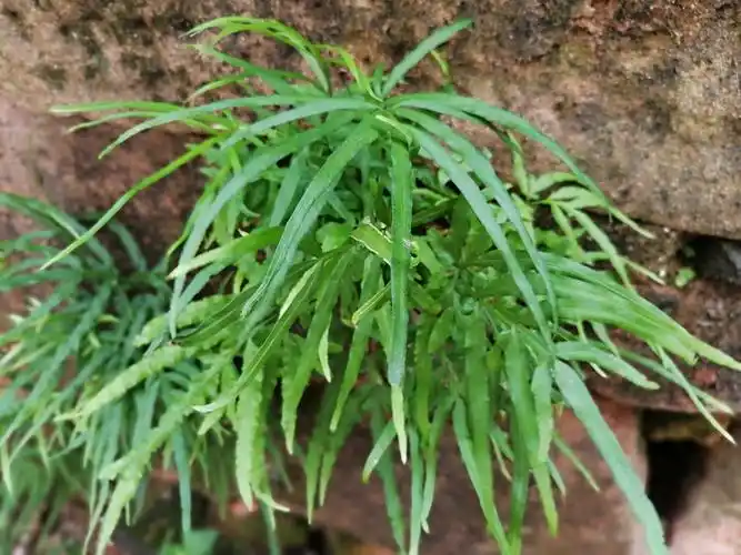 认识植物32一一剑叶凤尾蕨井栏边草