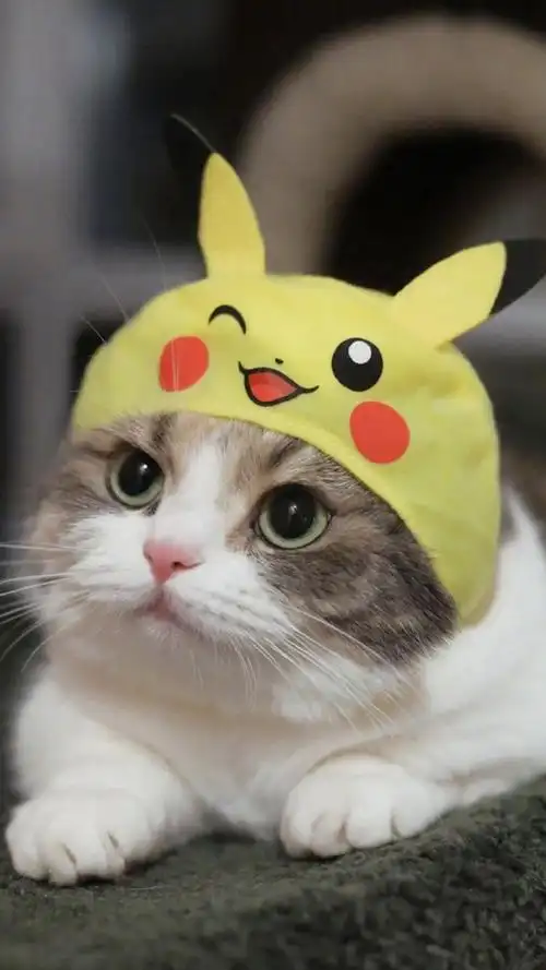 呆萌可爱小猫咪高清图片