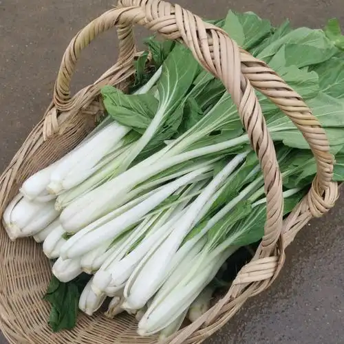 新鲜高杆白菜长梗高脚箭杆白现摘农家青菜新鲜高杆白菜3斤装
