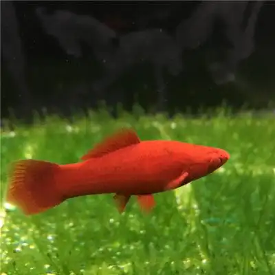 红白剑鱼红剑鱼热带鱼观赏鱼活体鱼胎生草缸鱼水族宠物包活