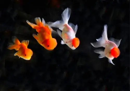 秋叶冬拾(4)金鱼的舞蹈 (图文原创)