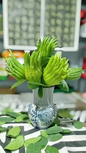 清水养佛手给自己的中秋礼物