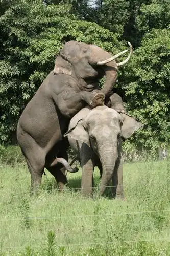 组图:重庆动物园亚洲象进行异地配种