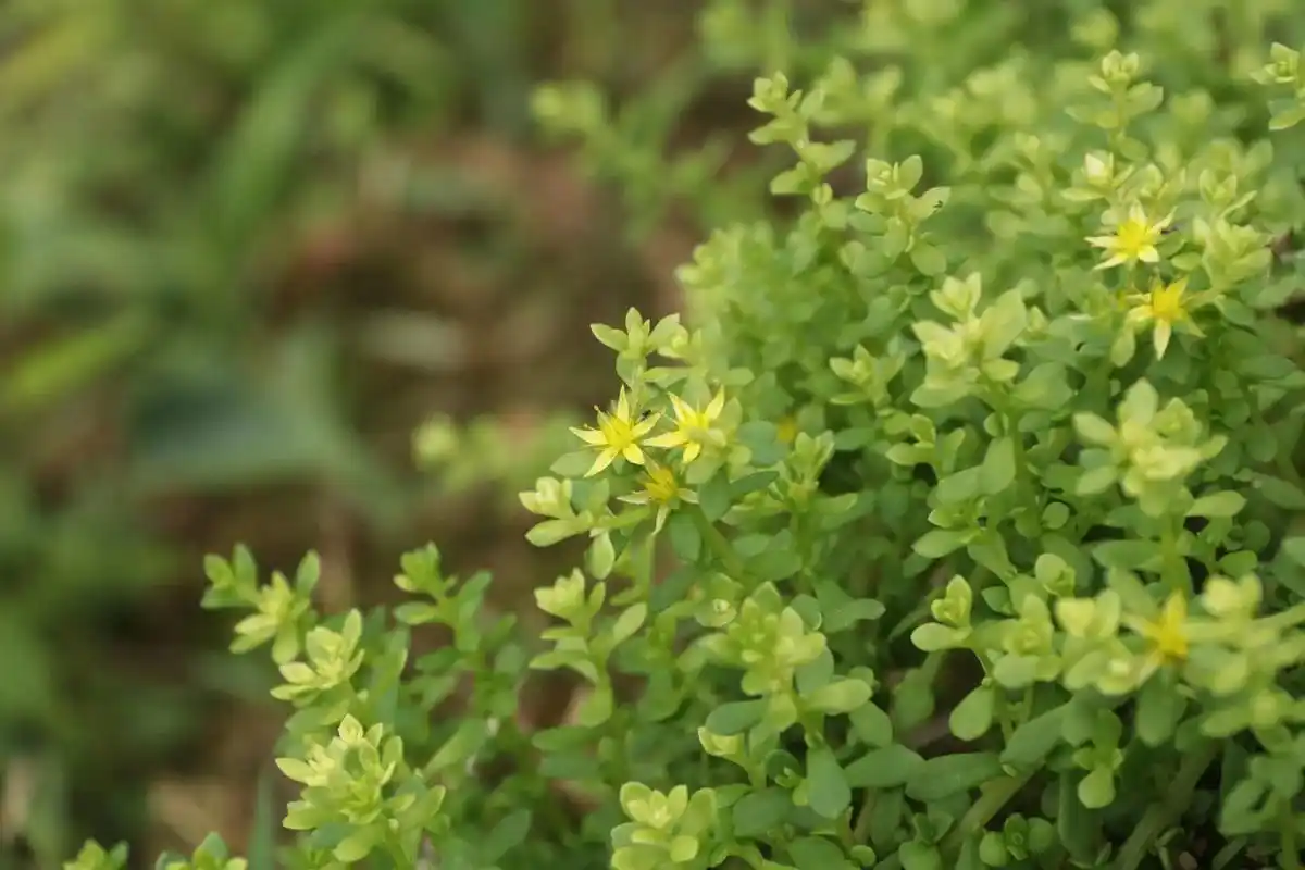 珠芽景天双子叶被子植物是景天科景天属珠芽景天种形态主要分为一年生