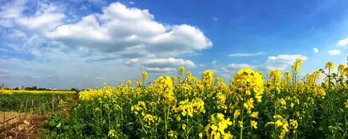 金色的大地,希望的田野