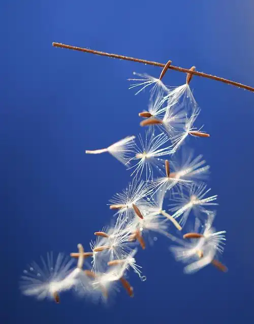 飘着的生命希望