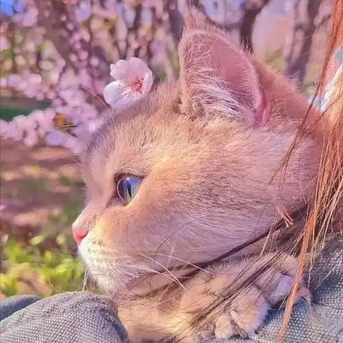 微信头像:贵族猫咪