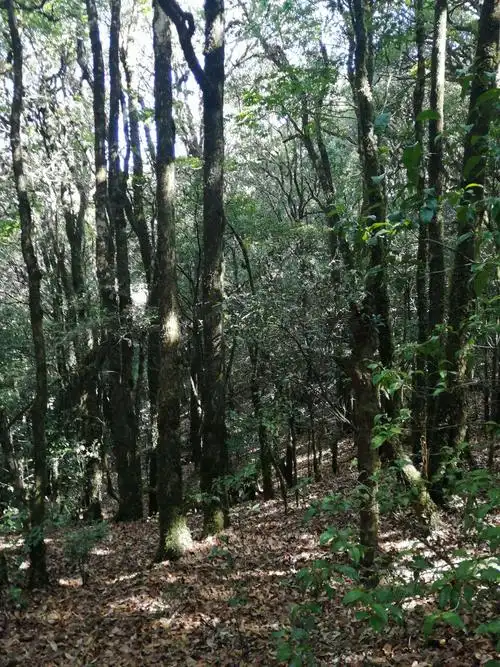 元江南溪老树林 - 美篇