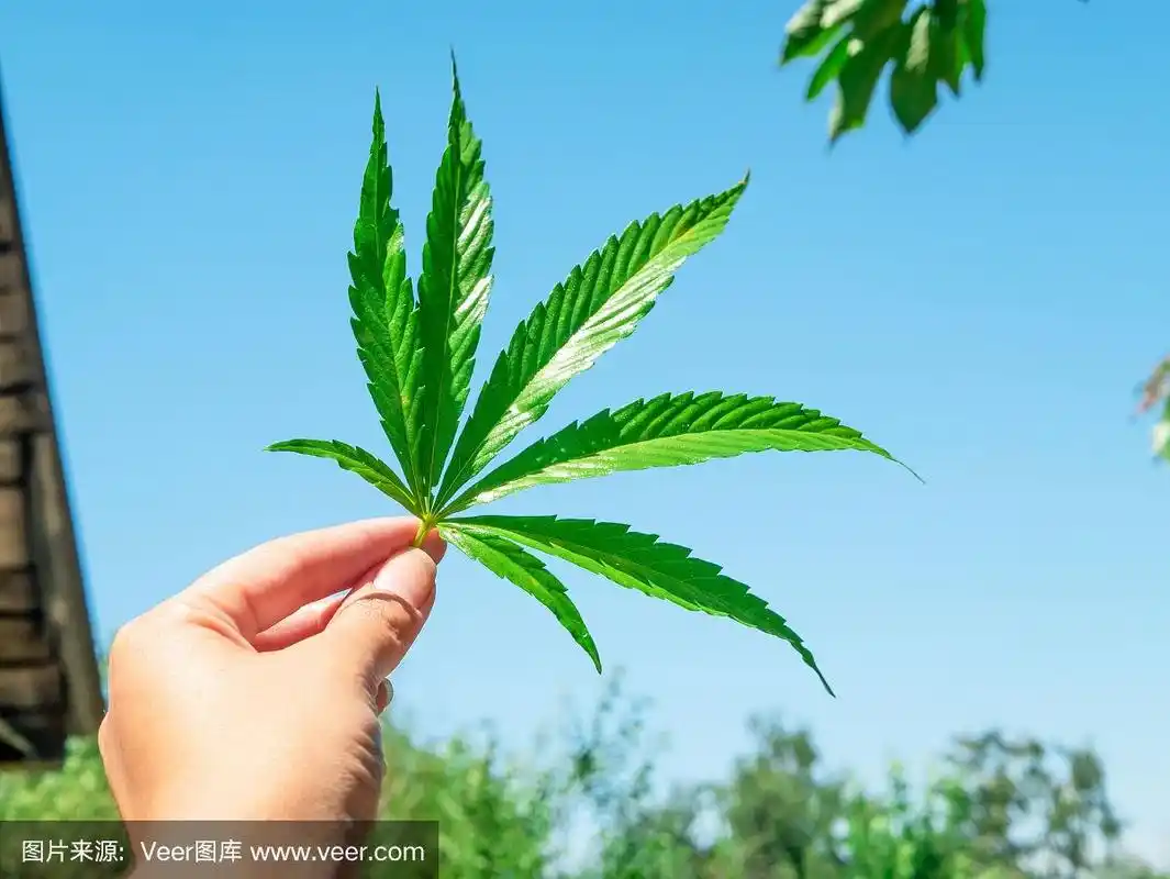 手里拿着绿色的大麻叶子,映衬着蓝色的天空