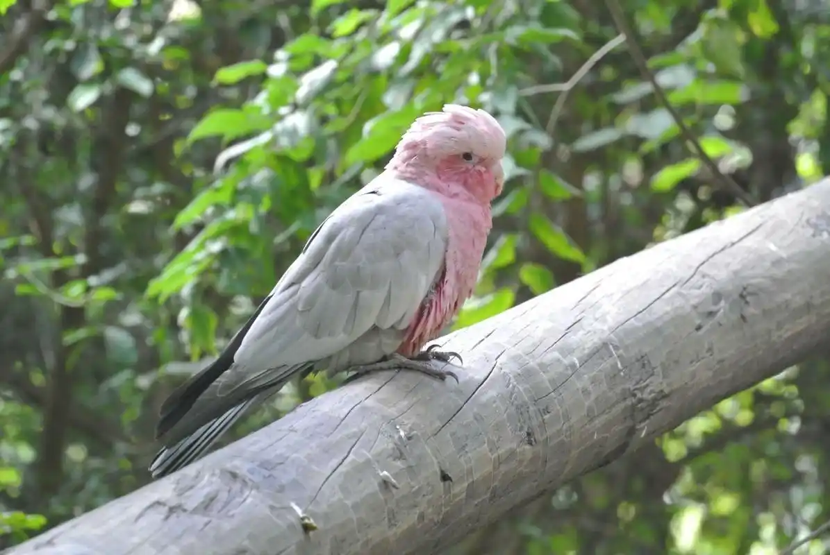 玫瑰葵花鹦鹉知识科普,教你轻松识别玫瑰葵花鹦鹉