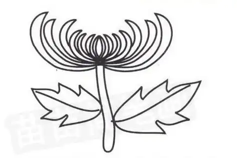 菊花叶子简笔画 菊花叶子简笔画剪纸图片