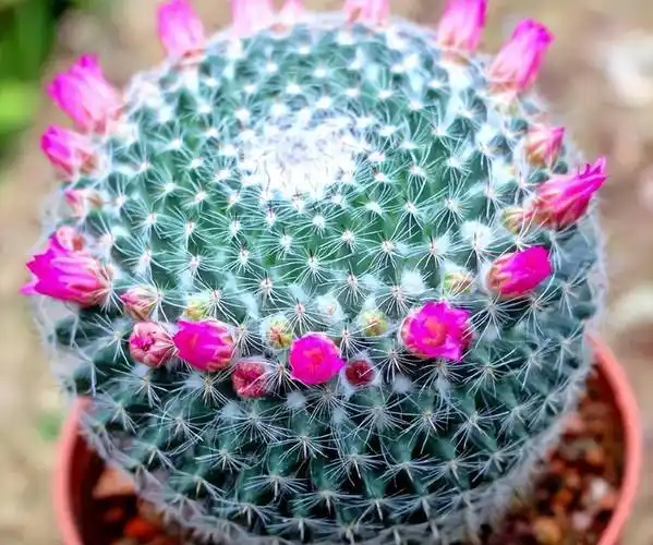 仙人球为啥不开花找对方法一年开五六茬花大色艳开满了