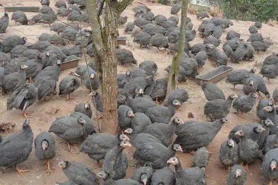 珍珠鸡养多久才能下蛋?