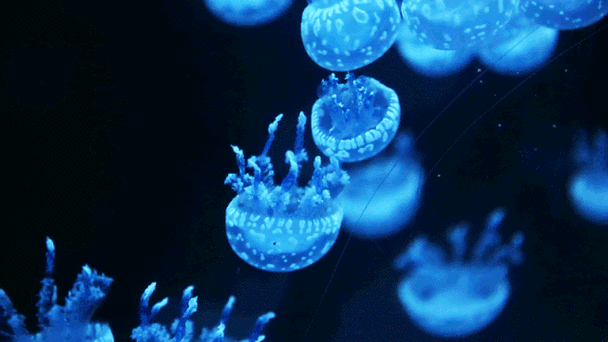 天津市区惊现大型海底世界海底隧道人鲨共舞梦幻水母馆