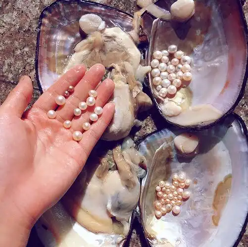 铭心 珍珠蚌自己开 珍珠蚌盲盒 蚌取珍珠天然淡水活蚌壳河蚌多珠单珠
