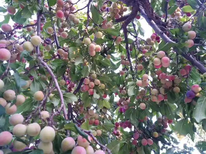 老家院子里的李子树挂满了果实