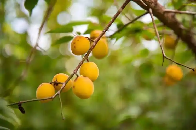 【达川乌梅】 枝头卧山间 果香醉人间_种植