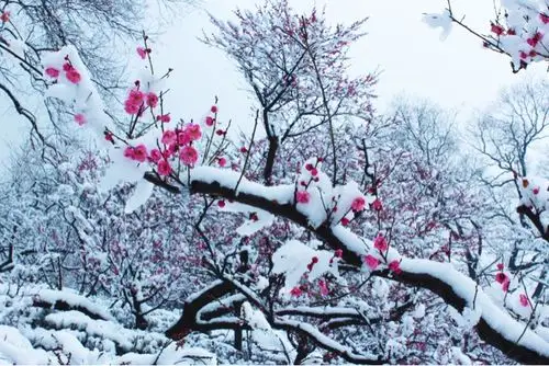 一剪寒梅傲立雪中(摄影:大王)